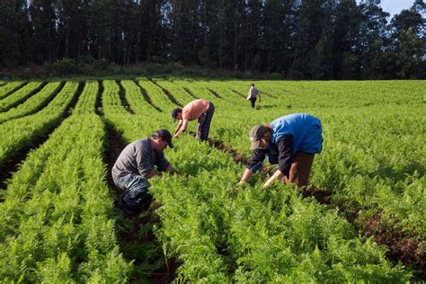 Embrapa Bndes Fao E Iphan Premiam As Melhores Experiências Em Sistemas Agrícolas Tradicionais