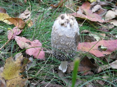 Can Someone Help Identify These Wild Mushrooms Mushroom