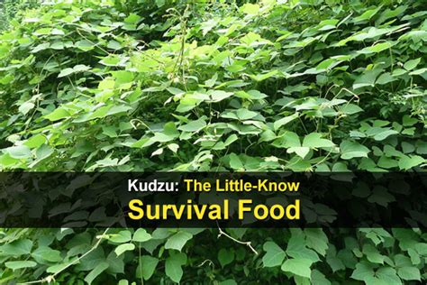 Kudzu The Little Known Survival Food Theworldofsurvivalcom