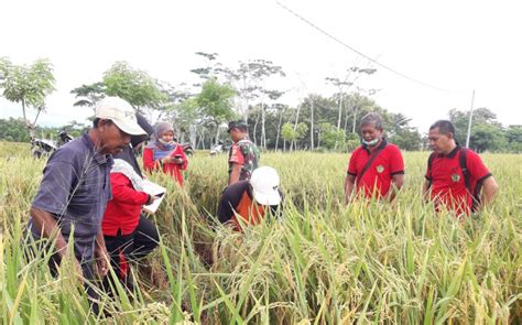 Gambar sketsa petani di sawah, gambar petani mencangkul di sawah, gambar petani menanam padi di sawah gambar kartun petani di sawah gambar gokil sumber majelisgokil.blogspot.com. Sketsa Petani Panen Padi - Temu Lapang Panen Padi ...