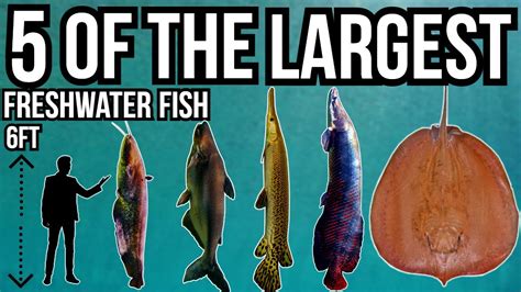 5 Of The Largest Freshwater Fish In The World Youtube