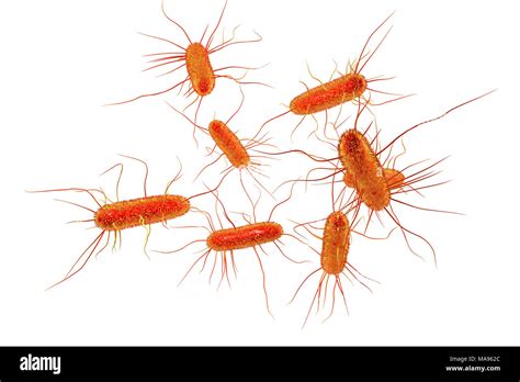 Prokaryotic Cell Escherichia Coli Cut Out Stock Images And Pictures Alamy