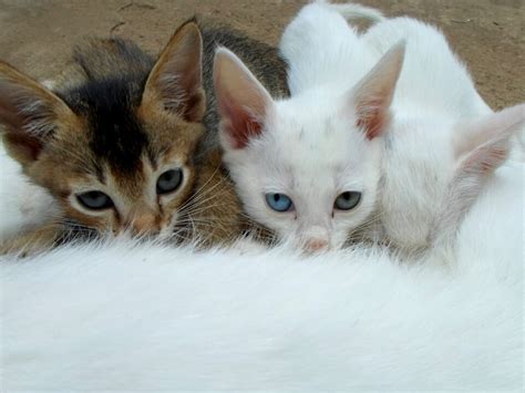 How Many Nipples Do Female Cats and Male Cats Have? | Pet ...