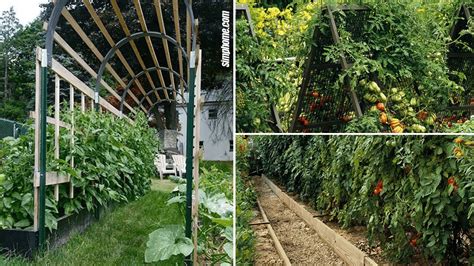 10 Tomato Garden Ideas The Gardening