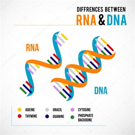 Differences Between Dna And Rna Vector Scientific Icon Spiral Of