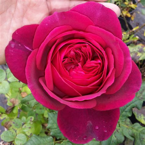 Born on august 28, 1749, his works entails, prose and verse drama, poetry, epic, a johann wolfgang von goethe has about 10,000 of his letters, 3,000 drawings and some fragments of his literary and scientific works still existing. Johann Wolfgang von Goethe | GrönlooF - Rosen ...