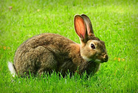 4000 Free Bunny And Rabbit Images Pixabay