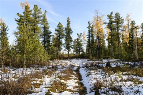 Forest Landscape In Autumn In The Russian Taiga Stock Image Image