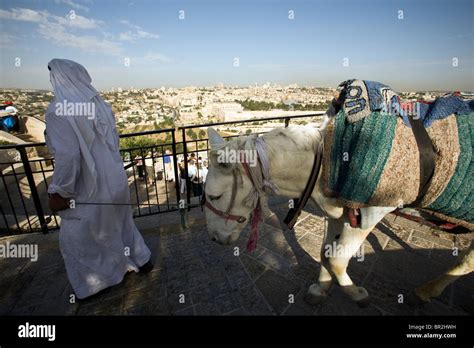 Jerusalem Donkey Hi Res Stock Photography And Images Alamy