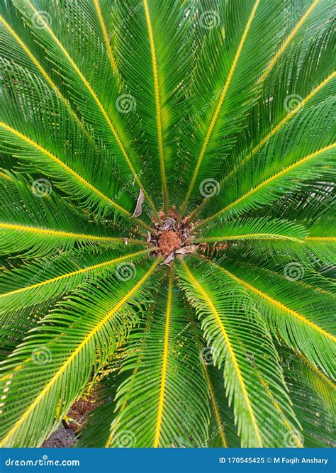 Ycas Revoluta Also Known As King Sago Palm Stock Image - Image of