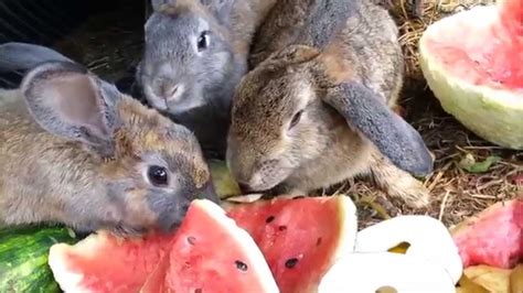 Do not feed your rabbit items high in carbohydrates like breads, crackers, pasta, pretzels, cookies, chips, or cereal. Can Rabbits Eat Watermelon 2021 Good Bad for Bunnies to ...