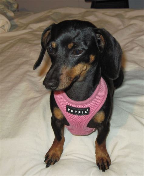 A dog is a man's best friend, and we believe treating them back same is all they deserve. Dachshund Puppies Glencoe Mn - Bmoshow Blog