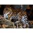 Amur Leopard  Connecticuts Beardsley Zoo