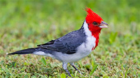 Watch The Beautiful Dances Of The Red Crested Cardinal A Unique Bird