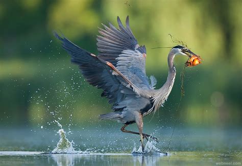 esplendor alado las 25 fotografías más sublimes de aves