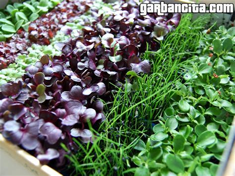 Garbancita® Sakura Mix Microvegetales De Koppert Cress