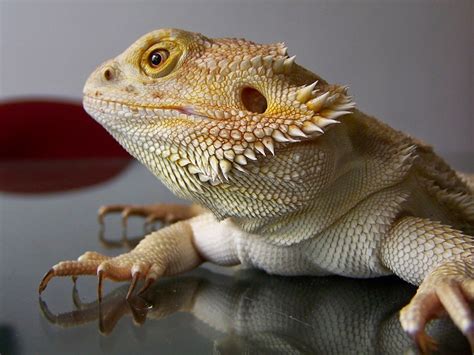 Thekongblog Bearded Dragons — 7 Cool Facts About Pet Reptiles