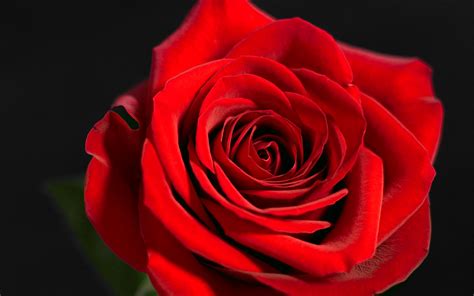 Your red rose stock images are ready. Red Rose Wallpapers | HD Wallpapers | ID #5689