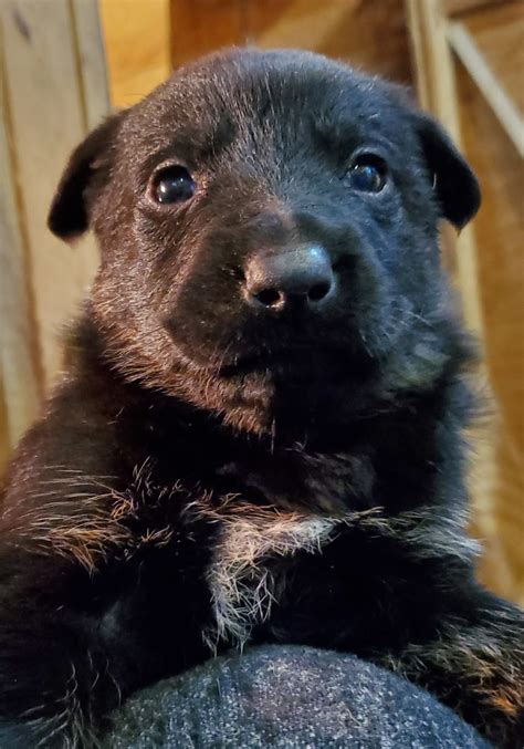 Sweet and gentle german shepherd puppies puppies will be available in 2021. German Shepherd Puppies For Sale | East Freetown, MA #321167