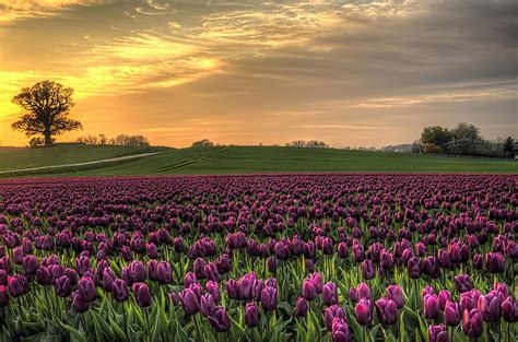 Flores De Tulipán Púrpura Campo El Cielo Puesta De Sol Naturaleza
