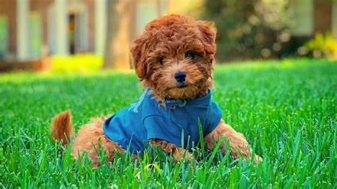 Our qualified trainers take care of all the hard work for. Cute Goldendoodle Puppies Video Compilation - YouTube