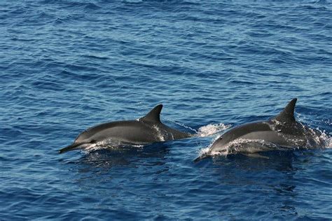 Tracking Dolphins With Algorithms You Might Find On