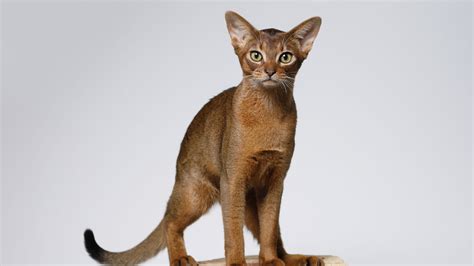 Abyssinian Cat Breed Characteristics Temperament Cat Care