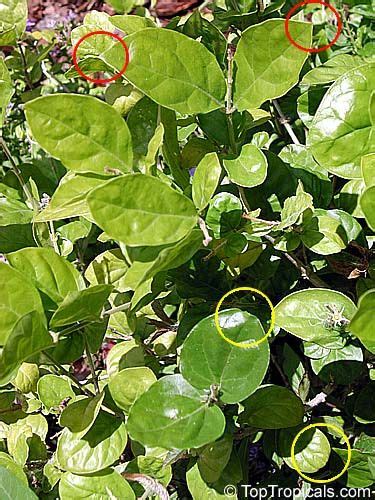 Jasmine Mistery Confusing Varieties Of Jasminum Sambac Toptropicals Com Jasminum Sambac