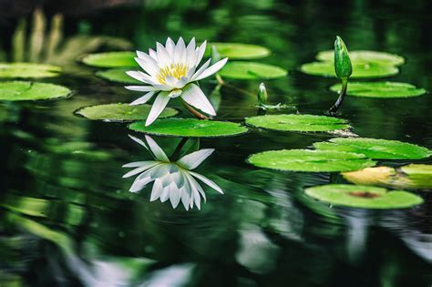 Water Lilies 5k Hd Flowers 4k Wallpapers Images