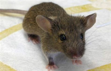 Dikembangkan Tikus Tikus Kecil Khusus Pencari Ranjau