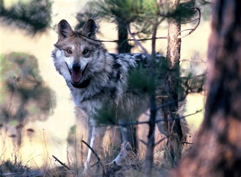Study: Mexican Gray Wolf Population Up In Southwest US | KJZZ