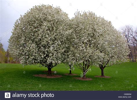 Spring Snow Crabapple Trees In Full Bloom Stock Photo Alamy