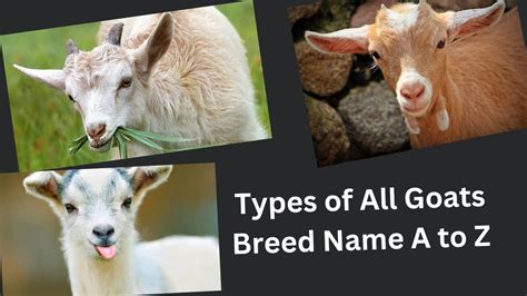 Types Of All Goats Breed Name A To Z Animals Super Store