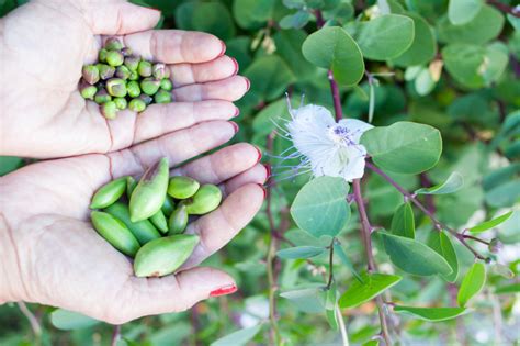 Capers are often found in salads. Discover delicate fruity flavours and sweet herbal aromas ...