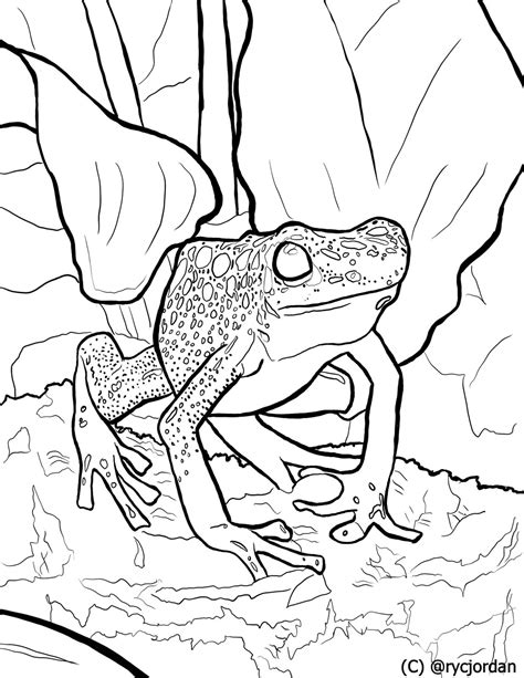 Poison Dart Frog Coloring Pages Etsy Denmark