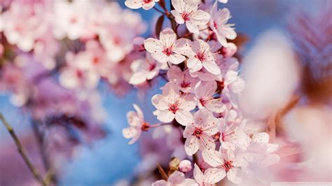 Cherry Blossom Wallpaper Kolpaper Awesome Free Hd Wallpapers