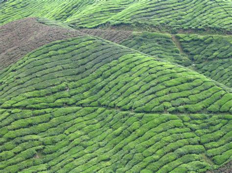 Use them in commercial designs under lifetime, perpetual & worldwide rights. Free tea plantations Stock Photo - FreeImages.com