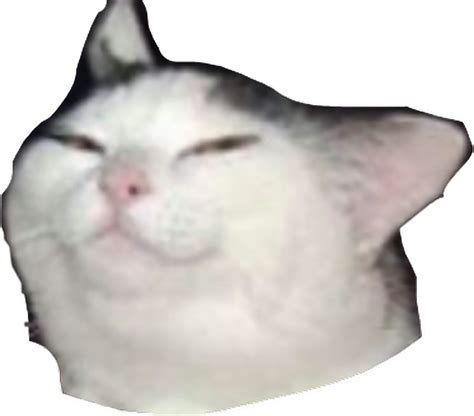 Download Squished Cat Face Memepng