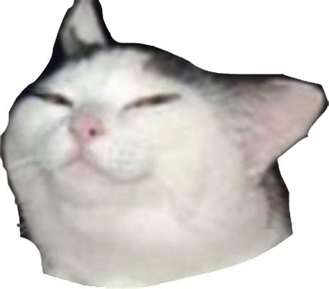 download squished cat face meme png