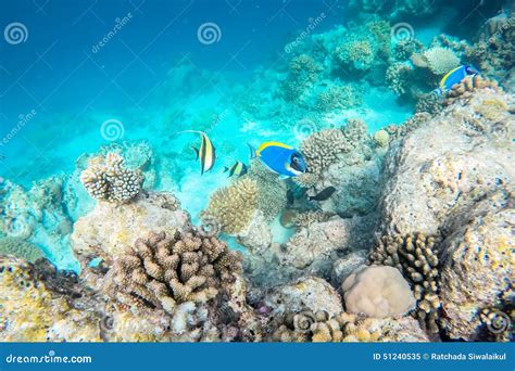 Exotic Marine Life Near Maldives Island Stock Image Image Of Asia