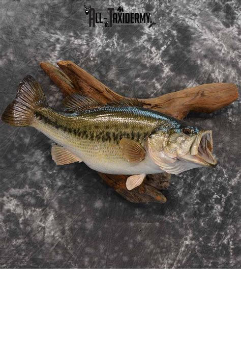 Largemouth Bass Skin Taxidermy Mount For Sale Sku 1212 All Taxidermy