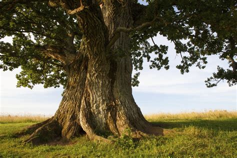 Zeus Symbol Oak Tree