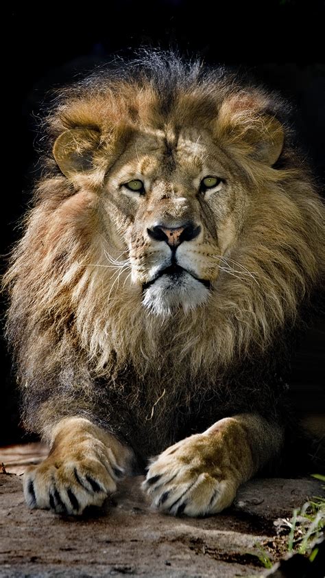 See more ideas about lion wallpaper, lion wallpaper iphone, lion. Lion King iPhone Wallpaper (89+ images)