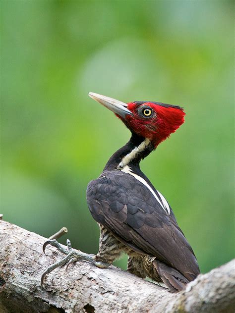 Pale Billed Woodpecker Sean Crane Photography