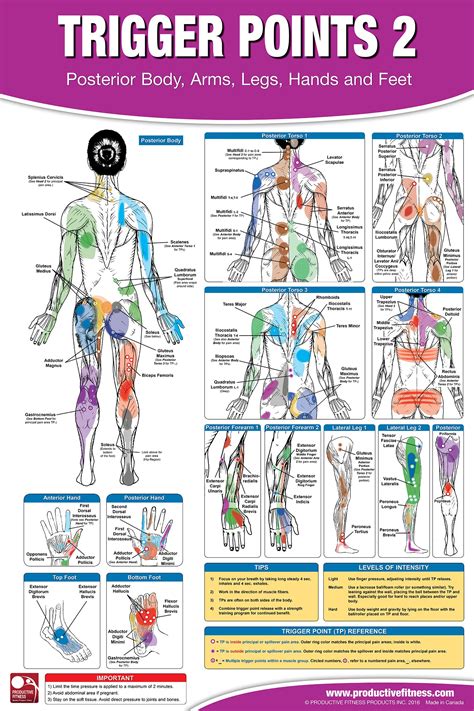 Lower Back Trigger Points Chart