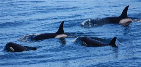 Unlocking The Mysteries Of The Outer Coast Killer Whales Hakai Magazine
