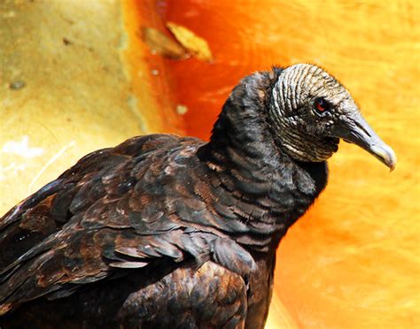 Cute Vulture In Homosassa Florida Dana Mccarthy Flickr