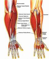 Wrist Muscle Exercises Images