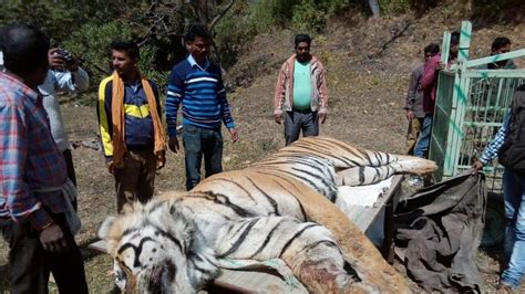 Five Tigers Dead In Corbett Within Eight Months 12 In Ukhand