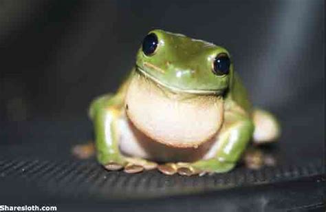 Check spelling or type a new query. Cute Frog pictures - Sharesloth